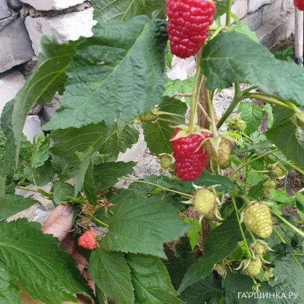 превью изображения отзыва