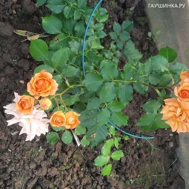 превью изображения отзыва