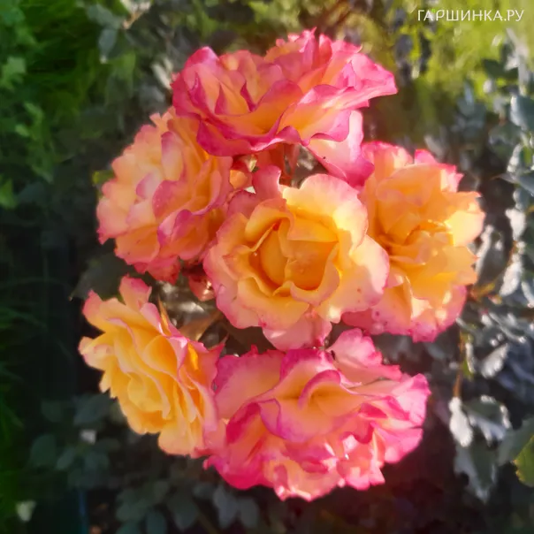 превью изображения отзыва