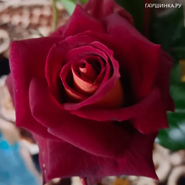 превью изображения отзыва