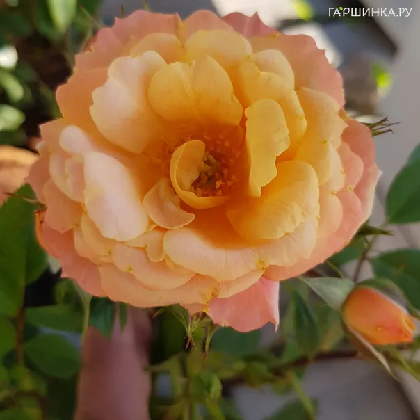 превью изображения отзыва