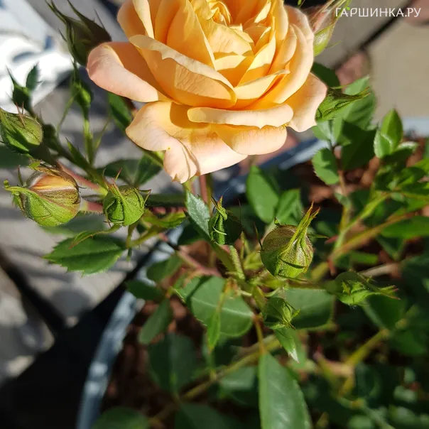 превью изображения отзыва