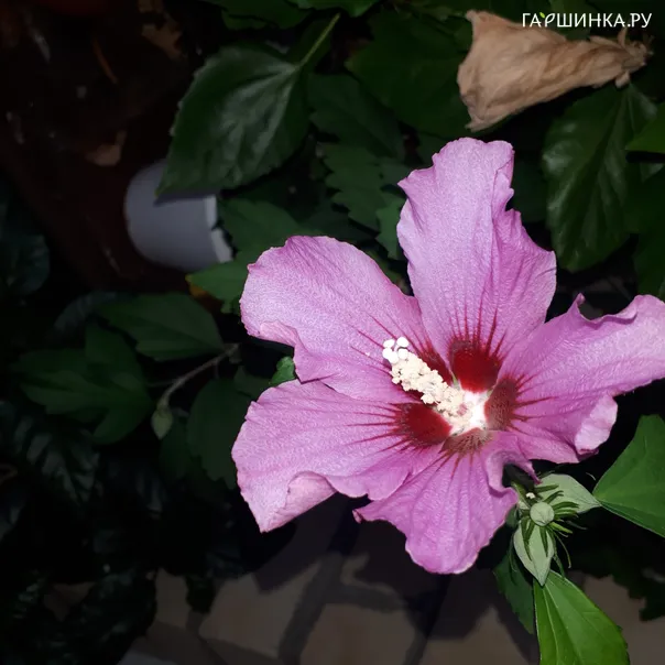 превью изображения отзыва