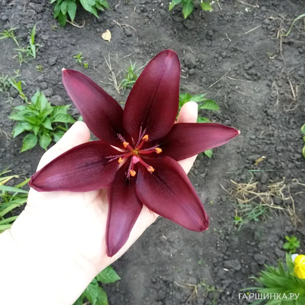 превью изображения отзыва