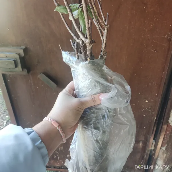 превью изображения отзыва