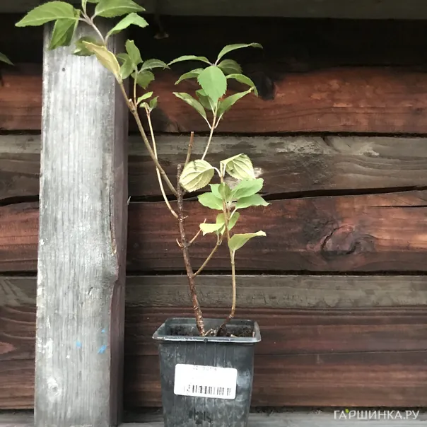 превью изображения отзыва