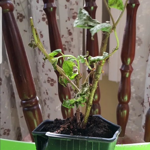 превью изображения отзыва