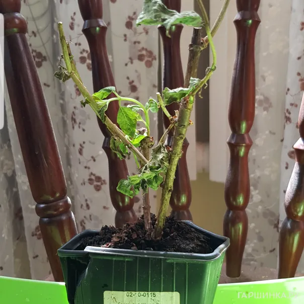 превью изображения отзыва