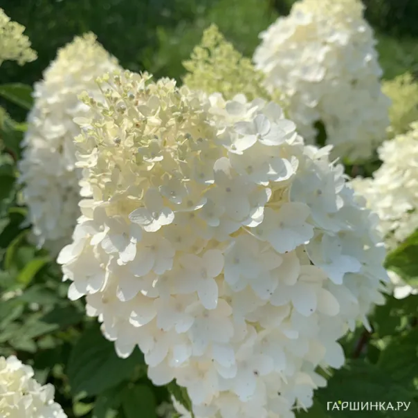 превью изображения отзыва