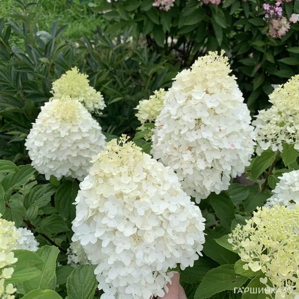 превью изображения отзыва