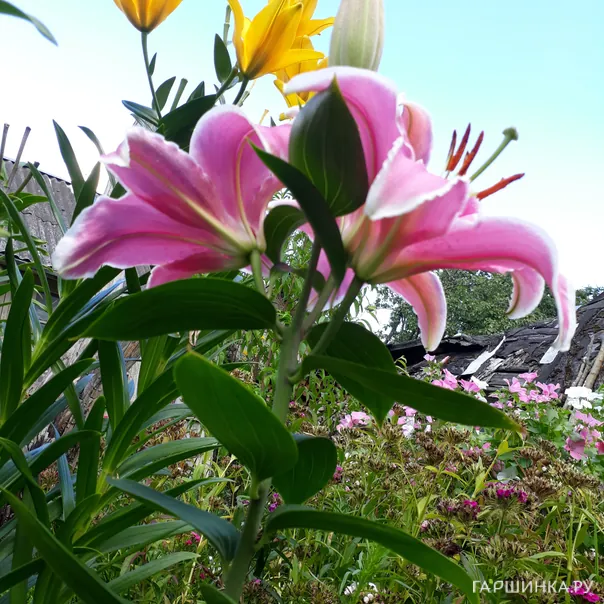 превью изображения отзыва