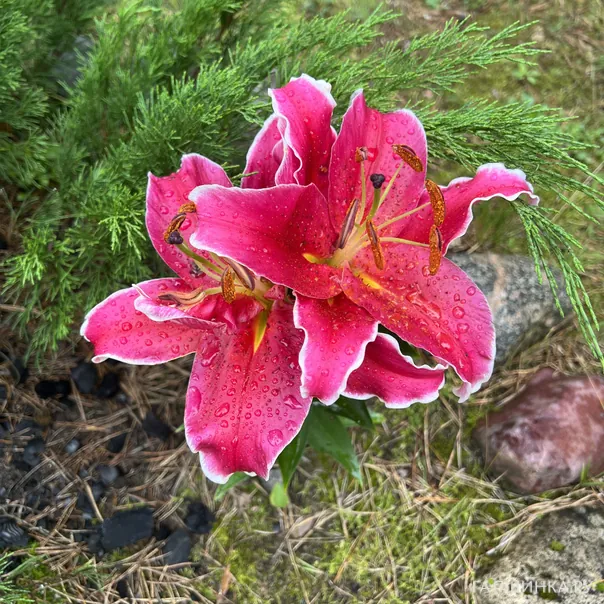 превью изображения отзыва