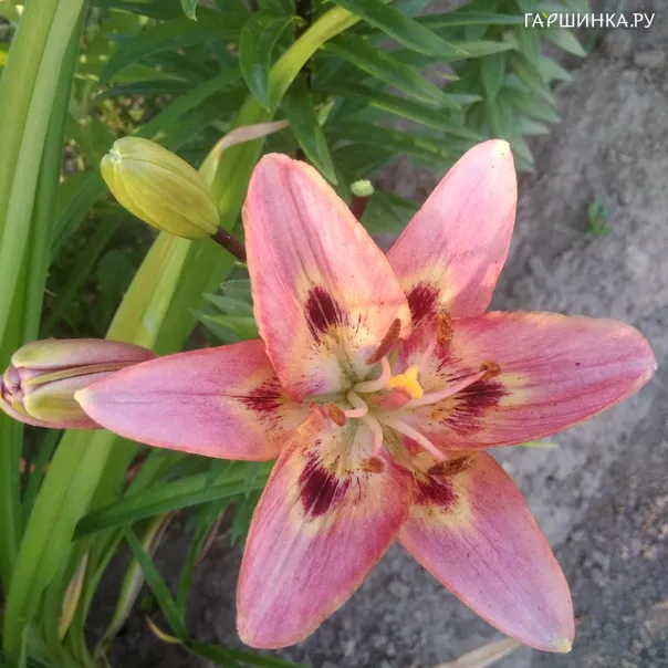 превью изображения отзыва