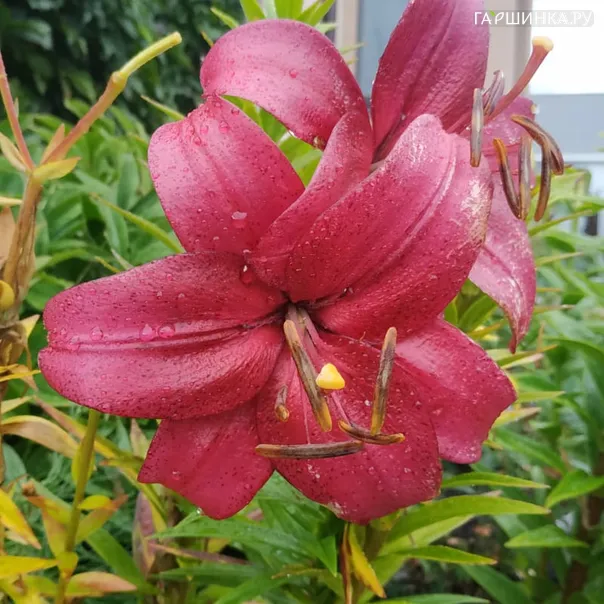 превью изображения отзыва