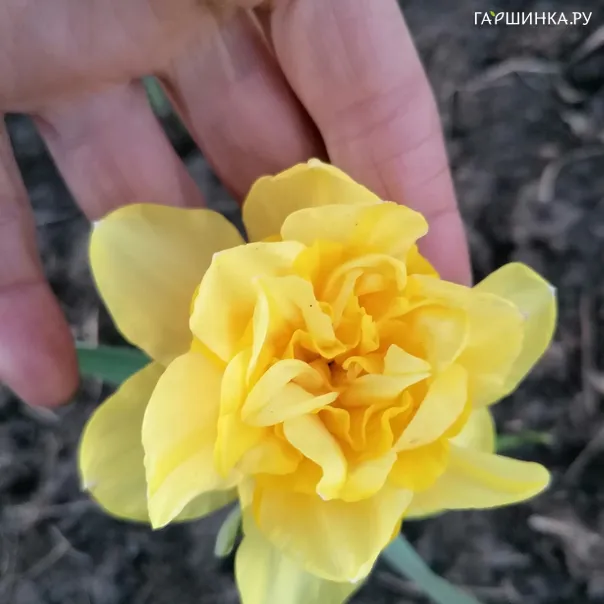 превью изображения отзыва
