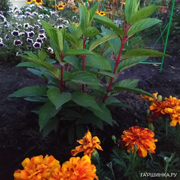 превью изображения отзыва