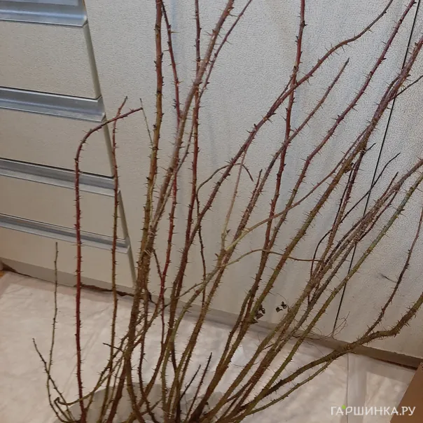 превью изображения отзыва