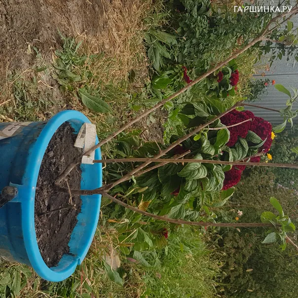 превью изображения отзыва