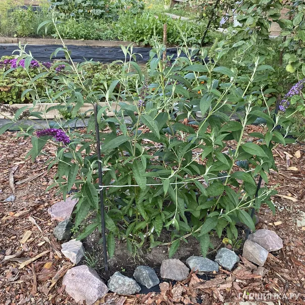 превью изображения отзыва