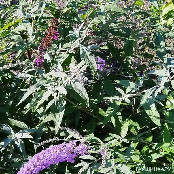 превью изображения отзыва