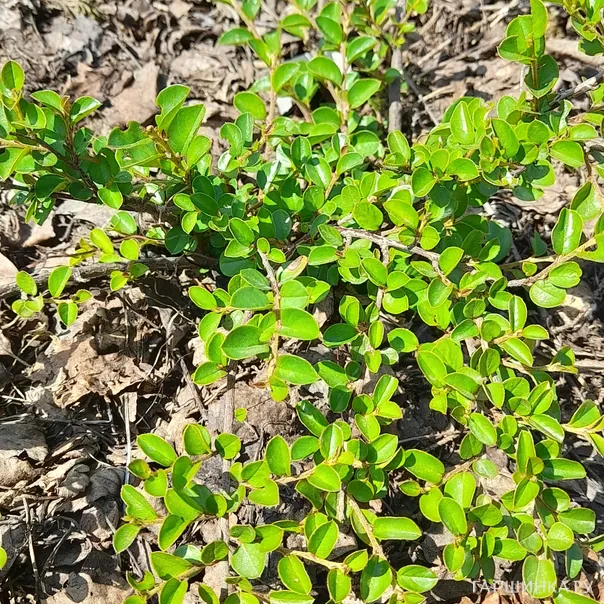 превью изображения отзыва