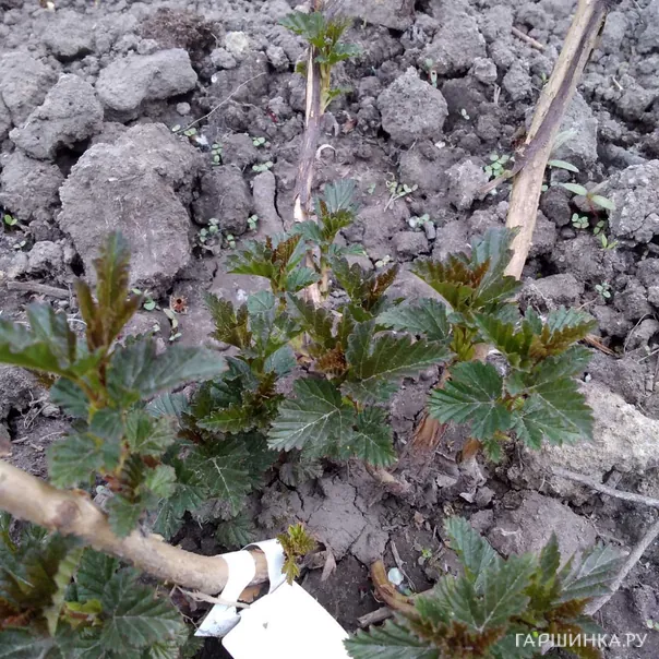 превью изображения отзыва