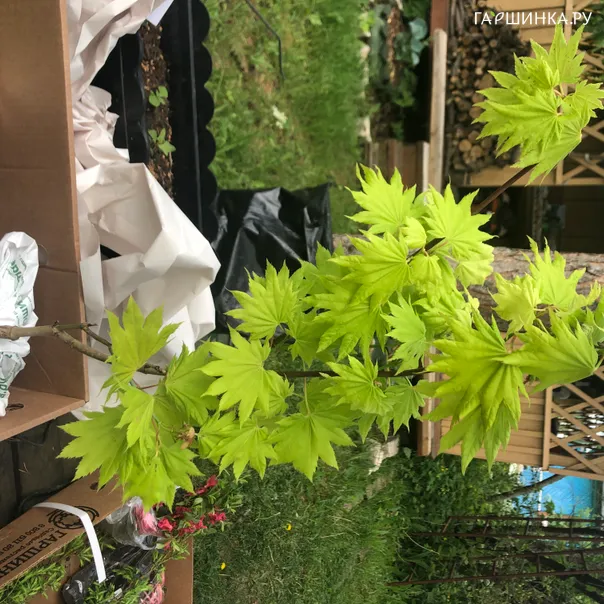 превью изображения отзыва