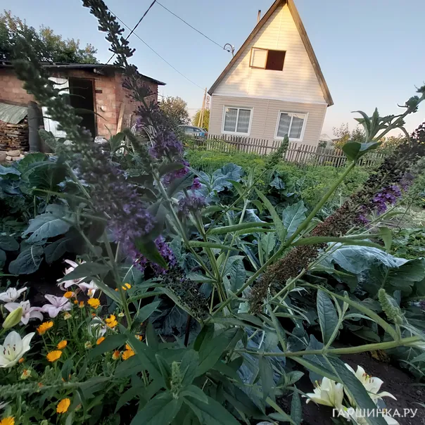 превью изображения отзыва