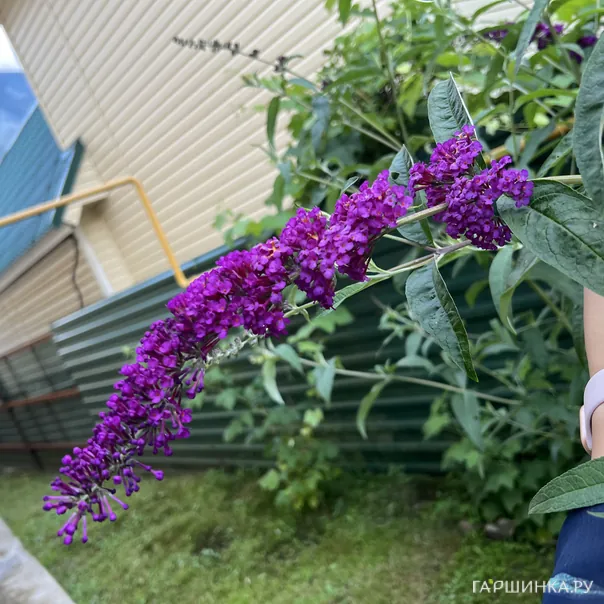 превью изображения отзыва