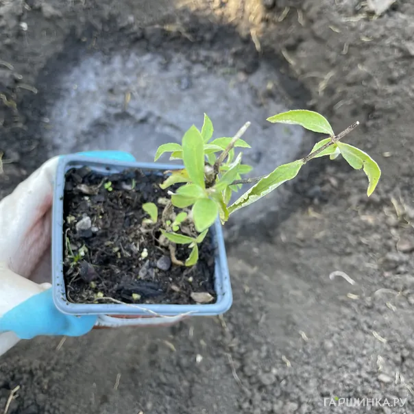 превью изображения отзыва