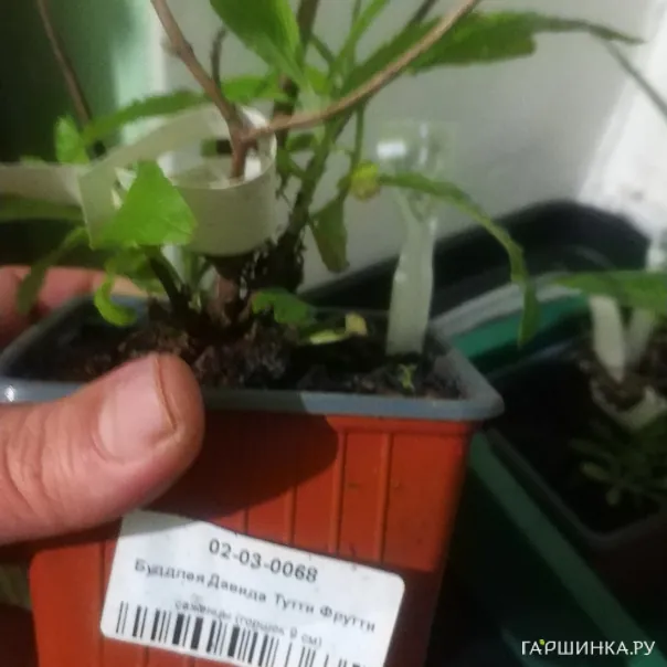 превью изображения отзыва