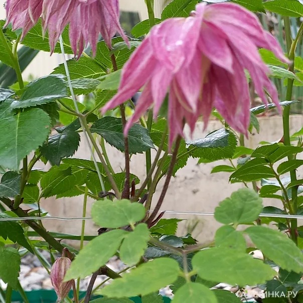 превью изображения отзыва