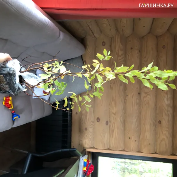 превью изображения отзыва