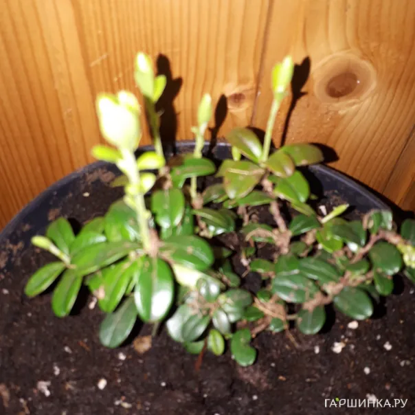 превью изображения отзыва