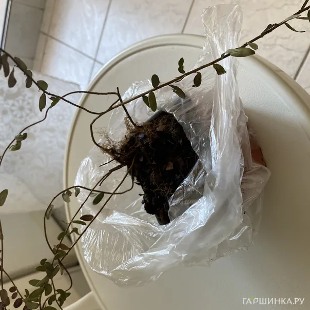 превью изображения отзыва