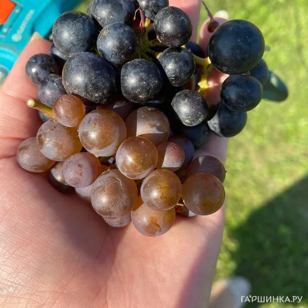 превью изображения отзыва