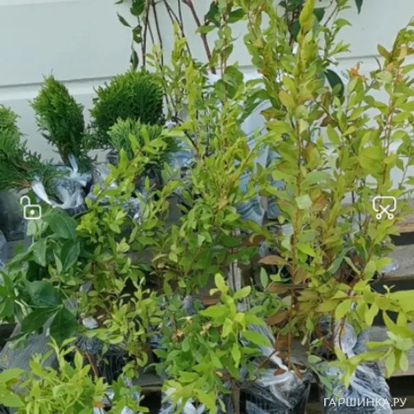 превью изображения отзыва