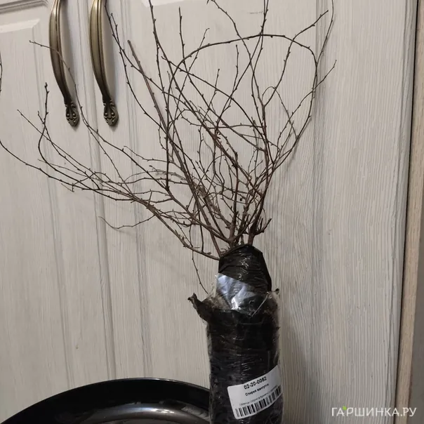 превью изображения отзыва