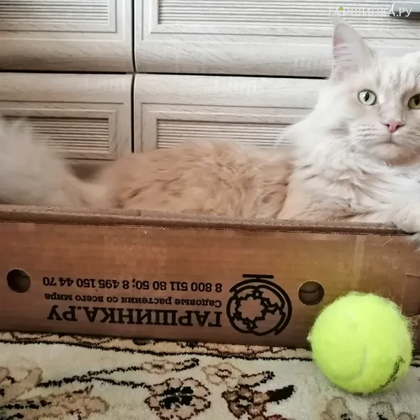 превью изображения отзыва