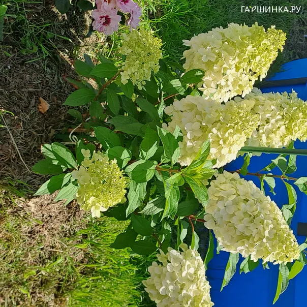 превью изображения отзыва