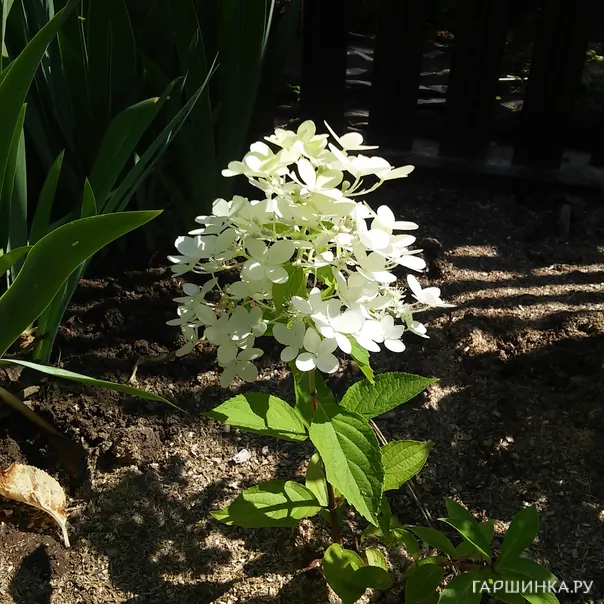 превью изображения отзыва