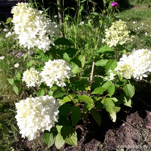 превью изображения отзыва