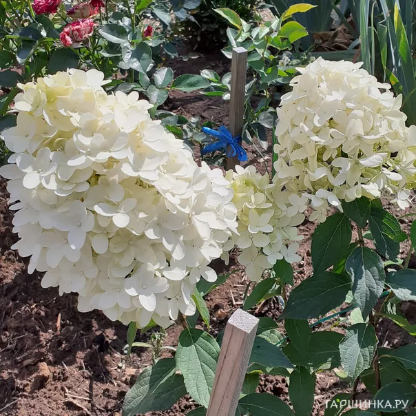 превью изображения отзыва