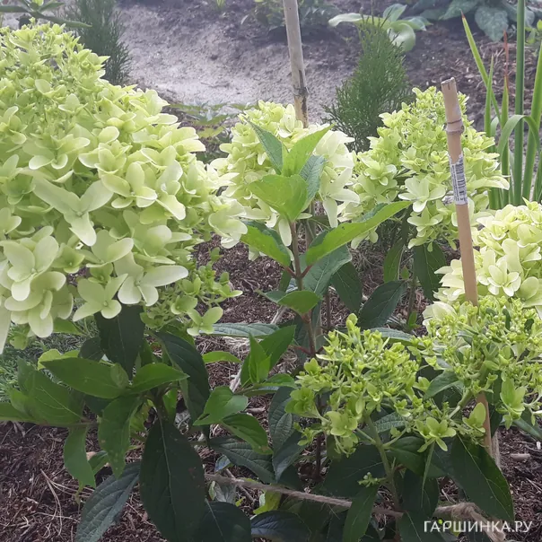 превью изображения отзыва