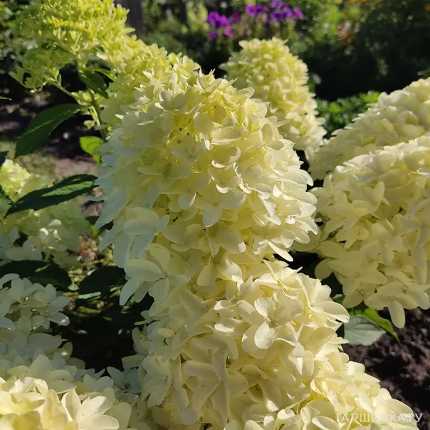 превью изображения отзыва