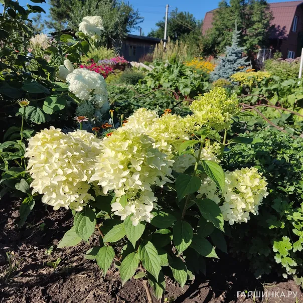 превью изображения отзыва