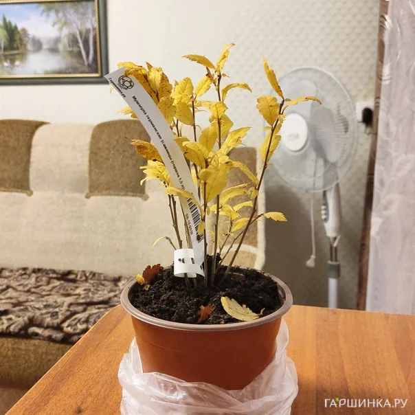 превью изображения отзыва