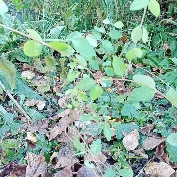 превью изображения отзыва