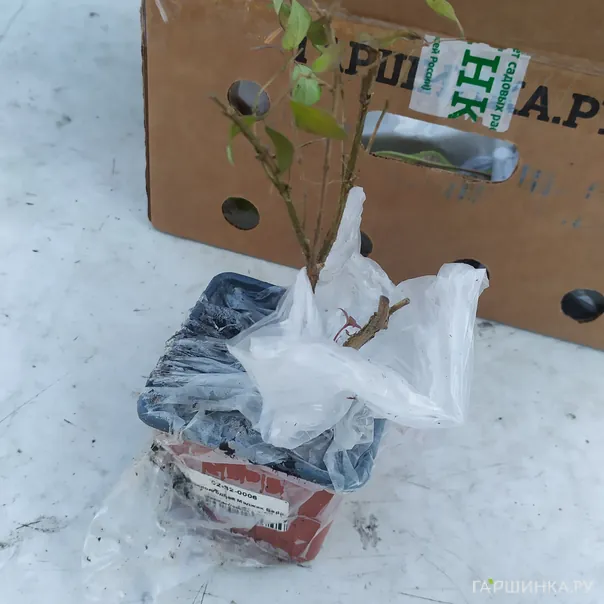 превью изображения отзыва