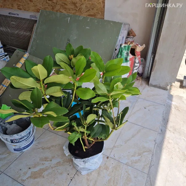 превью изображения отзыва